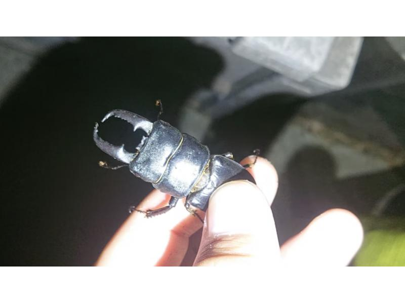 [Tokyo, Chofu] Year-round tour to stay up late and search for stag beetles