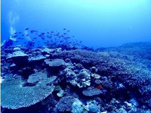 【沖縄・今帰仁・古宇利島】ボートで楽々♪ファンダイビングツアー(2DIVE)！写真・動画無料プレゼント★Cカード保持者限定！