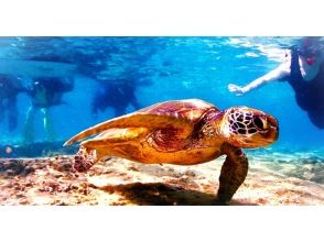 《SALE♪♪》Last minute reservations accepted☆Snorkeling in the sea turtle habitat [John Man Beach]☆Feeding experience☆High chance of encountering sea turtles☆