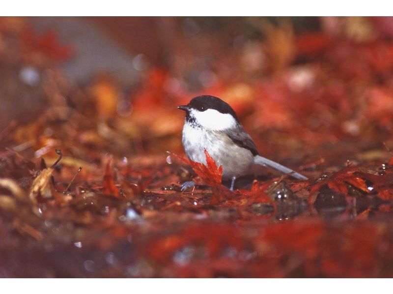 【長野・軽井沢】野鳥の森ネイチャーウォッチングの紹介画像