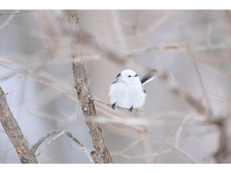 【北海道】バードウォッチングガイド１日貸し切りプライベートツアーの紹介画像