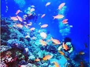 限定貸切り(5名迄)海ガメと泳ぐ&赤崎珊瑚の森シュノーケリング(熱帯魚)