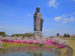 牛久大仏花の浄土庭園と常陸風土記の丘の枝垂れ桜～レストランローズファームハウスの地産地消ランチを楽しむ～バスツアー【029029‐1056】