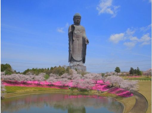 牛久大仏花の浄土庭園と常陸風土記の丘の枝垂れ桜～レストランローズファームハウスの地産地消ランチを楽しむ～バスツアー【029029‐1056】の画像