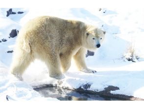 【日帰り】北海道Aコース：旭山動物園・青い池・ニングルテラス