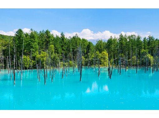 【日帰り】北海道Aコース：旭山動物園・青い池・ニングルテラスの画像