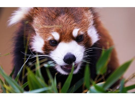 SALE！【日帰り】北海道Aコース：旭山動物園・青い池・ニングルテラスの画像