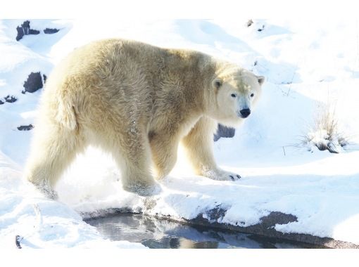 銷售！ 【一日遊】北海道A路線：旭山動物園、青池、寧古魯露台の画像