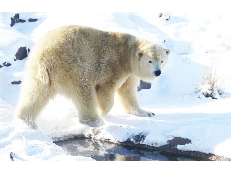 【日帰り】北海道Aコース：旭山動物園・青い池・ニングルテラス