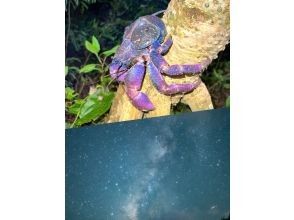 Miyakojima "High chance of encountering coconut crabs" Jungle & Starry Night Tour ★ Available on the day! All photos are given free of charge!