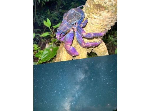 Miyakojima "High chance of encountering coconut crabs" Jungle & Starry Night Tour ★ Available on the day! All photos are given free of charge!の画像