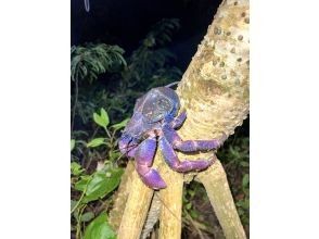 Miyakojima "High chance of encountering coconut crabs" Jungle & Starry Night Tour ★ Available on the day! All photos are given free of charge!