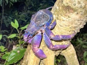 Miyakojima "High chance of encountering coconut crabs" Jungle & Starry Night Tour ★ Available on the day! All photos are given free of charge!