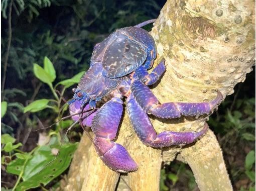 Miyakojima "High chance of encountering coconut crabs" Jungle & Starry Night Tour ★ Available on the day! All photos are given free of charge!の画像