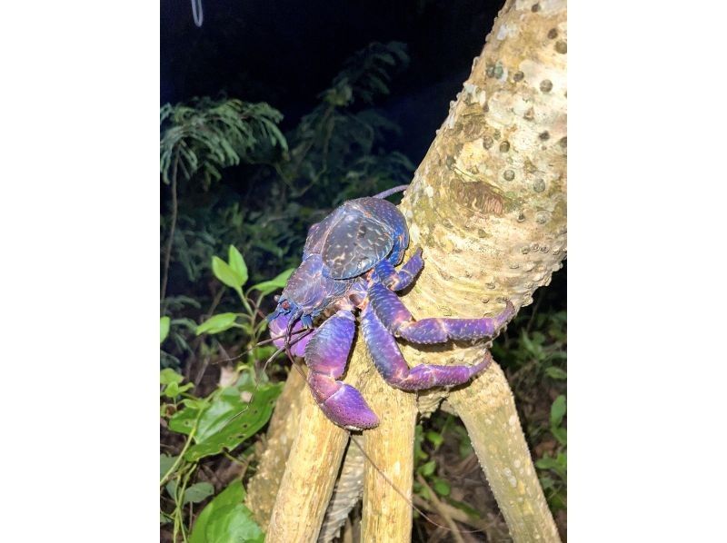 Miyakojima "High chance of encountering coconut crabs" Jungle & Starry Night Tour ★ Available on the day! All photos are given free of charge!の紹介画像