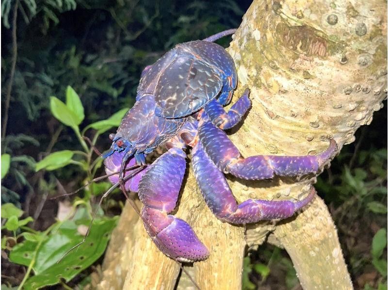 Miyakojima "High chance of encountering coconut crabs" Jungle & Starry Night Tour ★ Same-day tour available! All photos are free! SALE!の紹介画像