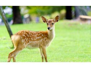[13-person team/Pick-up from city hotels] Meet cute deer in Kyoto and Nara