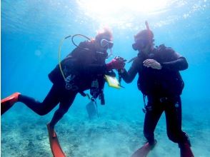 Ishigaki Island Diving Shop 71.132419045% [Nanaichi]