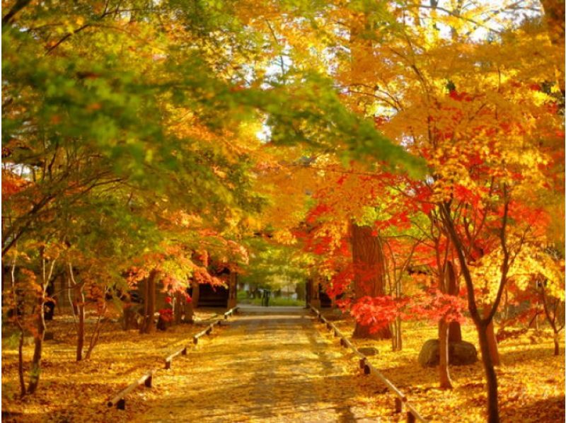 まるで都心の京都「九品仏浄真寺」＆都内を彩る紅葉スポットめぐりバスツアー　～伊勢海老御膳のご昼食付～【029029‐961】の紹介画像