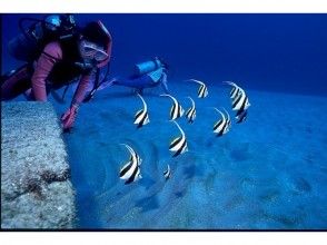 アクアメイトダイビングクラブ Aqua Mate Diving Club の予約 アクセス 営業時間 アクティビティジャパン