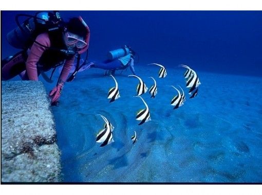 東京 神津島でダイビング 未経験者 初心者大歓迎 透明度の高い海に感動の体験ダイビング アクティビティジャパン 東京 神津島でダイビング 未経験者 初心者大歓迎 透明度の高い海に感動の体験ダイビング アクティビティジャパン