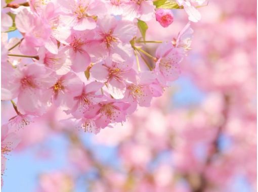 河津桜・梅・菜の花　都内で楽しむ3つの花めぐり＆築地場外市場お買い物バスツアー　～まい泉のカツサンド付～【029029‐1086】の画像