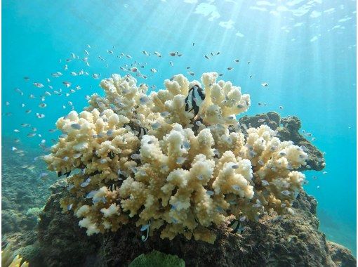 【沖縄・宮古島】ビーチから行ける！珊瑚礁ゆったりツアーの画像