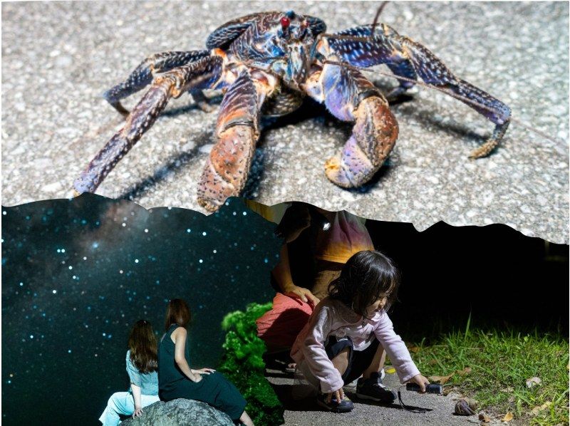 ナイト/1時間】当日予約OK! 小学生未満無料！石垣島の夜の生き物探索