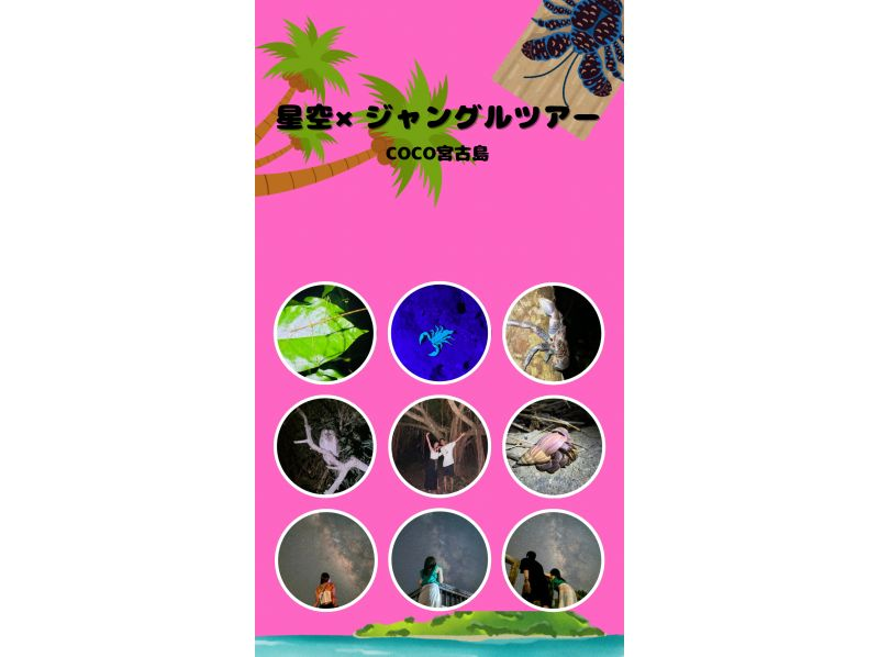 【宮古島・夜定番】ジャングルナイトツアー！★お子様大歓迎！★天然プラネタリウム！★生き物探し！★当日予約OK！の紹介画像