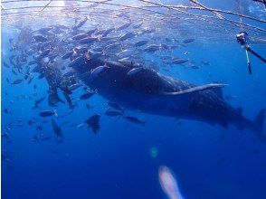 【読谷村】ジンベエザメ スノーケリングツアー☆ボートで楽々♪迫力満点！写真、動画無料プレゼント☆彡