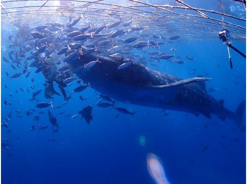 【読谷村】ジンベエザメ スノーケリングツアー☆ボートで楽々♪迫力満点！写真、動画無料プレゼント☆彡の画像