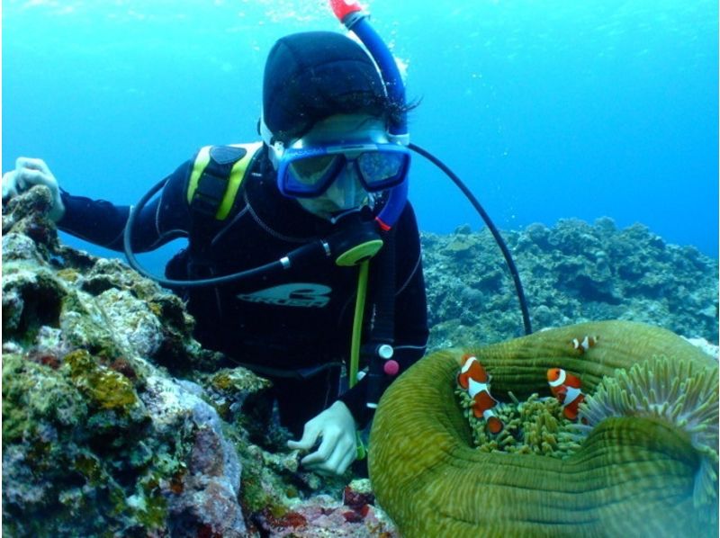 【沖縄】慶良間諸島ボート ファンダイビング