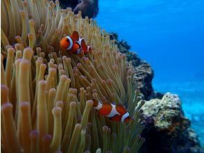 [Okinawa Miyakojima] Up to age 75! Private Coral snorkeling tour!