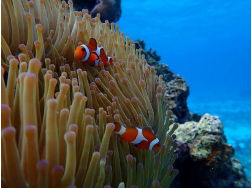 [Miyakojima / Private tour for one group] Up to age 75! Coral snorkeling tour! Private tour plan for peace of mind!の画像