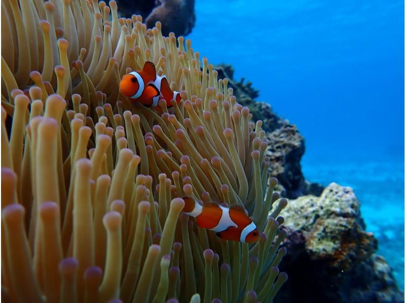 [Miyakojima / Private tour for one group] Up to age 75! Coral snorkeling tour! Private tour plan for peace of mind!の紹介画像