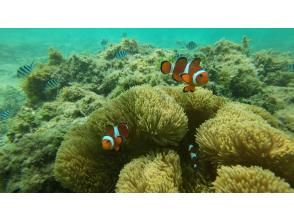 [Go snorkeling alone!] Transportation is included, so you can feel safe! A guide will accompany you! Search for Nemo and sea turtles with an electric buggy