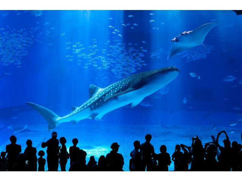 【北海道・SUP体験】透明度の高い支笏湖の湖面をクルージング！SUP体験（半日コース）の画像