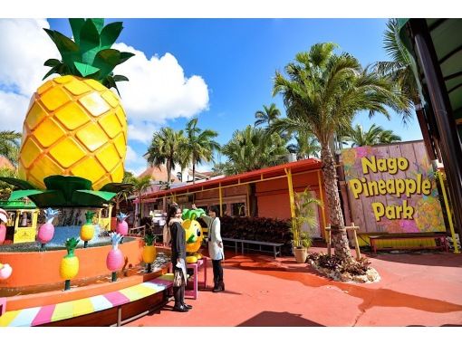 ★From October 1st★ [Departing from Naha, Okinawa] Okinawa Churaumi Aquarium, Kouri Island, Manzamo, and Nago Pineapple Park Bus Tour (Course A)の画像