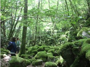 【徳島県・上勝町】苔の名所「山犬嶽」でトレッキング