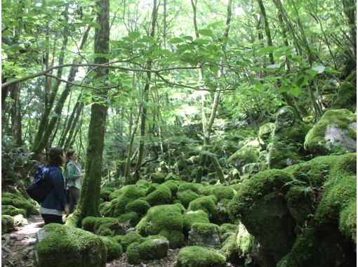 【徳島県・上勝町】苔の名所「山犬嶽」でトレッキングの画像