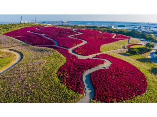 【茨城県・ひたちなか市】絶景コキア鑑賞日帰りヘリクルーズツアーの画像