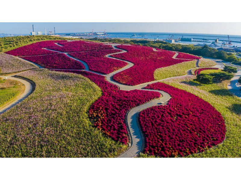 【茨城県・ひたちなか市】絶景コキア鑑賞日帰りヘリクルーズツアーの紹介画像