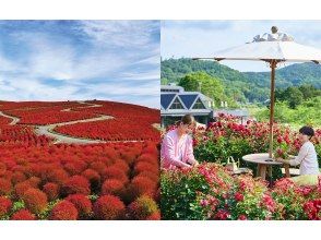 [Ibaraki Prefecture] Ibaraki Flower Park Special Luxury Lunch and Spectacular Kochia Viewing Day Trip Helicopter Cruise Tour