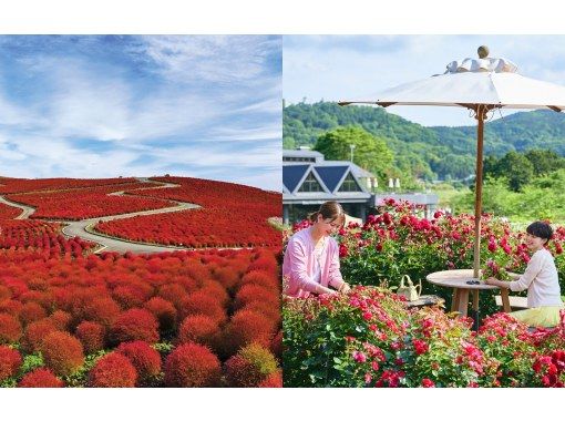 【茨城県】いばらきフラワーパーク特別贅沢ランチと絶景コキア鑑賞日帰りヘリクルーズツアーの画像