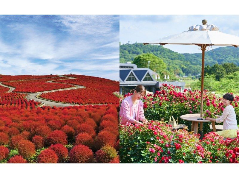 [Ibaraki Prefecture] Ibaraki Flower Park Special Luxury Lunch and Spectacular Kochia Viewing Day Trip Helicopter Cruise Tourの紹介画像