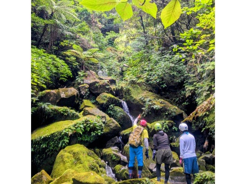 【東京・八丈島】５月～１０月　初級　沢登り　大滝・唐滝川コースの紹介画像