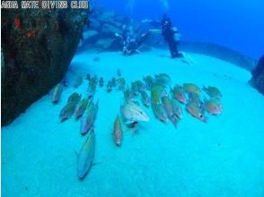 Aqua Mate Diving Club (AQUA MATE DIVING CLUB)