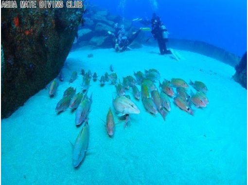 東京 神津島でダイビング 2ダイブで伊豆諸島の海を満喫 ビーチからエントリーするファンダイブ アクティビティジャパン 東京 神津島でダイビング 2ダイブで伊豆諸島の海を満喫 ビーチからエントリーするファンダイブ アクティビティジャパン