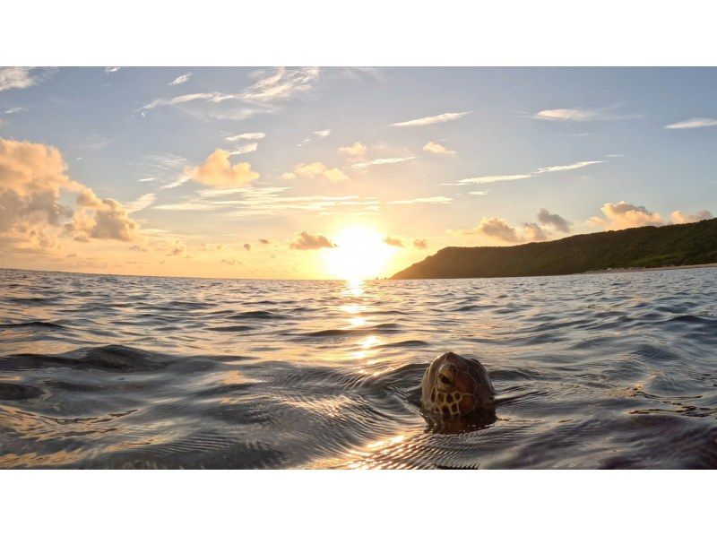 [Okinawa, Miyakojima, Snorkeling] Private tour for one group! A mystical experience of swimming with wild sea turtles while watching the sunrise!の紹介画像