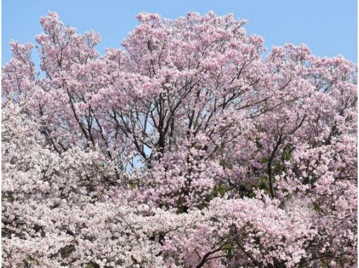 皇室ゆかりの３つの庭園桜めぐり＆完全予約制の皇居三の丸尚蔵館見学バスツアー　～歌舞伎座レストランでのお食事付き～【029029‐1072】の画像